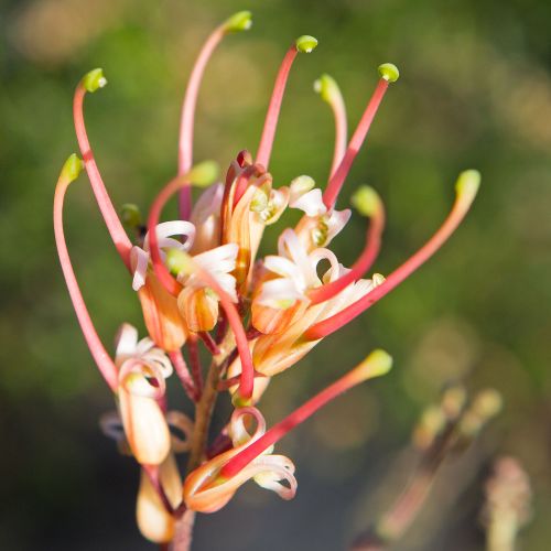 GREVILLEA